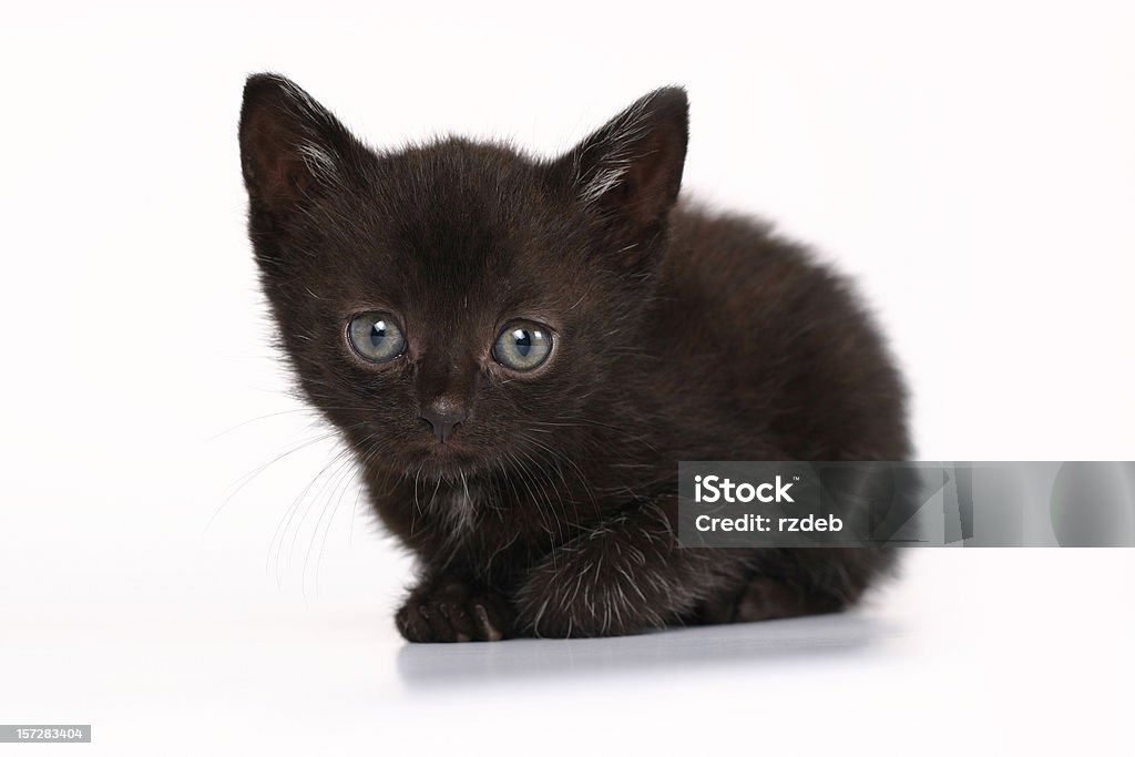 Große Augen-Black Cat - Lizenzfrei Hauskatze Stock-Foto