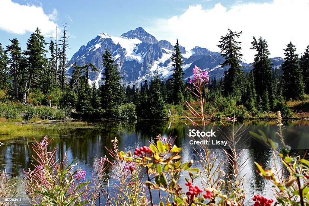 Monte Shuksan - Foto stock royalty-free di Albero