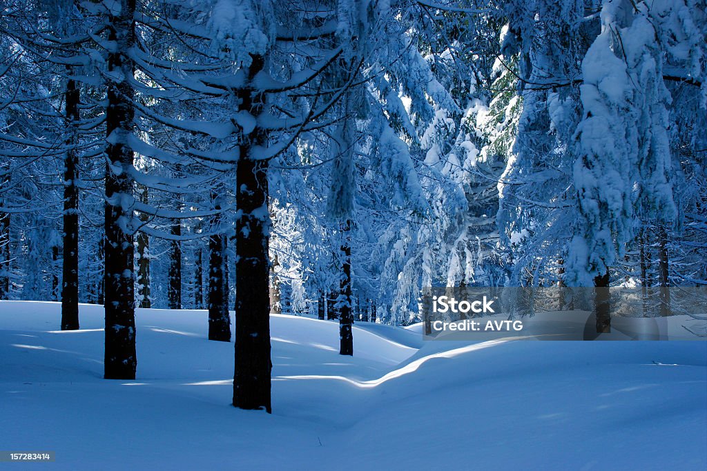Bosque de invierno III - Foto de stock de Abeto libre de derechos
