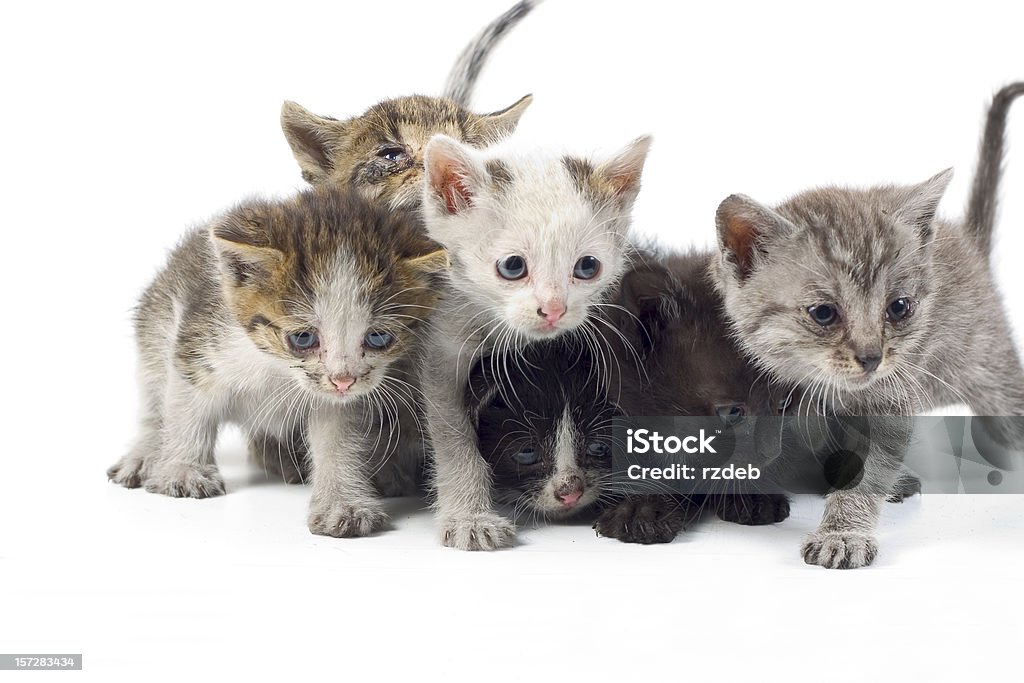 Süße kleine Katzen - Lizenzfrei Amerikanisch Kurzhaar Stock-Foto