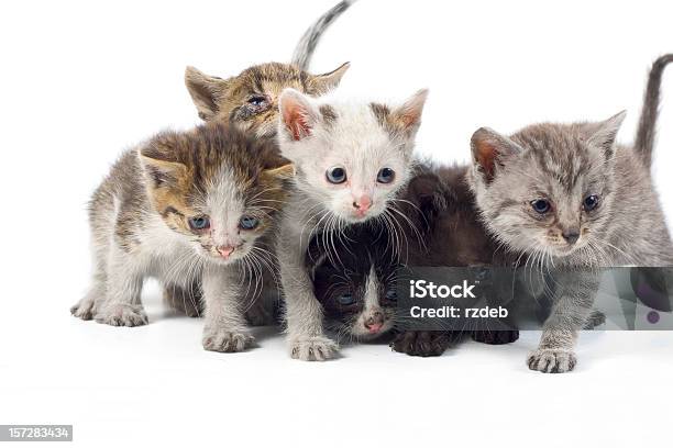 Süße Kleine Katzen Stockfoto und mehr Bilder von Amerikanisch Kurzhaar - Amerikanisch Kurzhaar, Farbbild, Fotografie