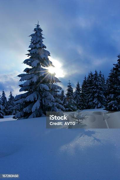 Winter Sun Stockfoto und mehr Bilder von Schnee - Schnee, Tannenarten, Abenteuer