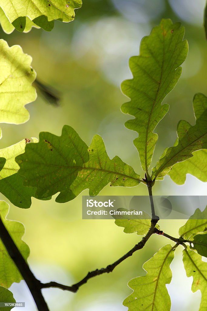 Hojas de árbol de roble - Foto de stock de Abstracto libre de derechos