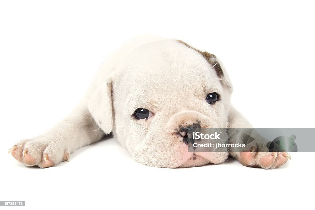 Italiano Toro cane cucciolo bianco - Foto stock royalty-free di Scontornabile