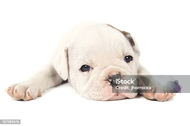 Italiano Toro Cane Cucciolo Bianco - Fotografie stock e altre immagini di Scontornabile - Scontornabile, Cagnolino, Bianco