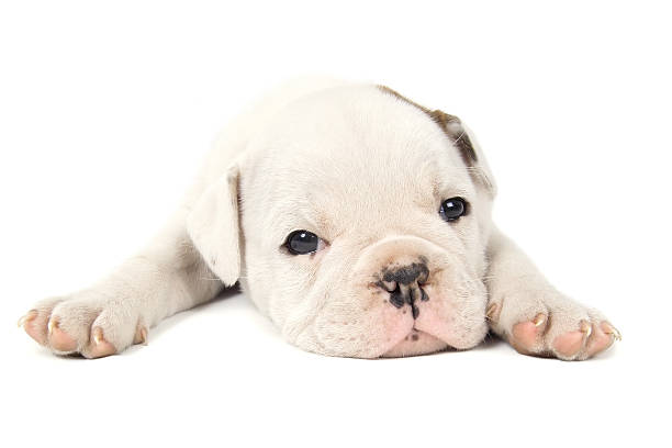 English bull dog puppy lying down, stretched out with her head on the floor.