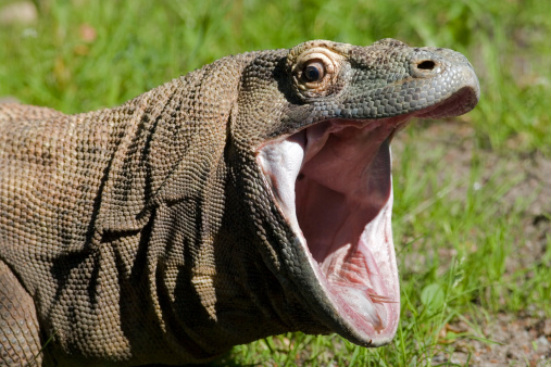 The Komodo dragons are the largest lizards in the world. Detailed head shot of a komodo dragon with mouth wide open.