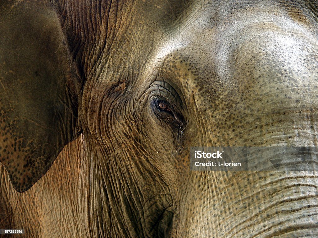 Oeil nu (pleurer - Photo de Éléphant libre de droits