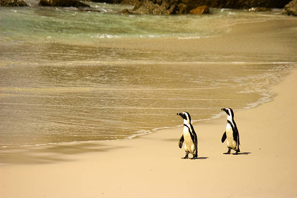 pingüinos en la playa de rocas - cape point fotografías e imágenes de stock