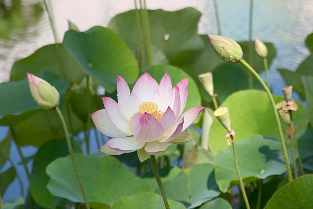 kwiat lotosu - engightenment zdjęcia i obrazy z banku zdjęć
