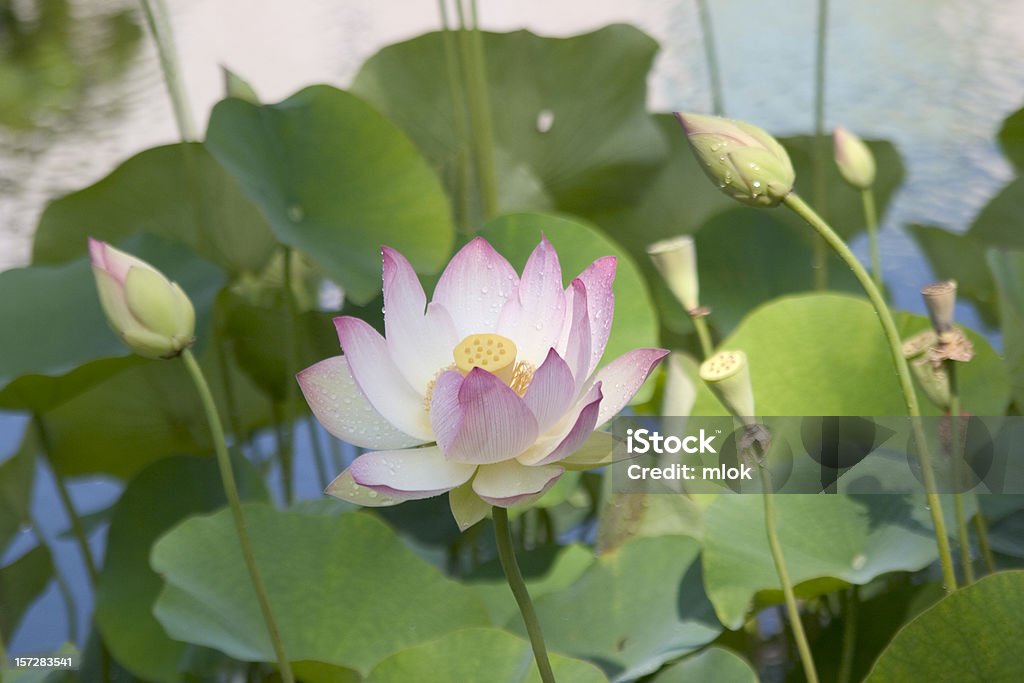 Lotus Blossom - Foto de stock de Acender royalty-free