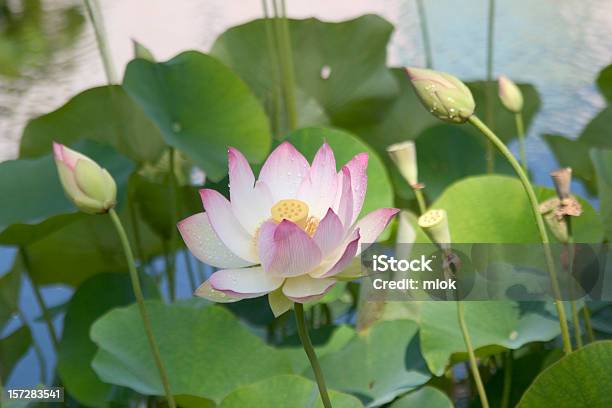 Foto de Lotus Blossom e mais fotos de stock de Acender - Acender, Beleza, Botão - Estágio de flora