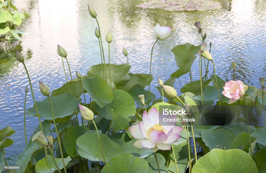 Flor de loto III - Foto de stock de Agua libre de derechos