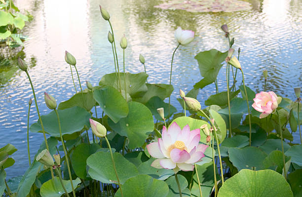 kwiat lotosu iii - engightenment zdjęcia i obrazy z banku zdjęć