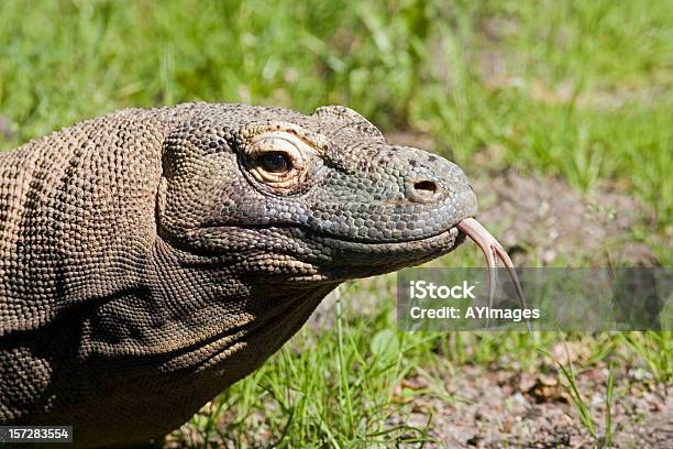 Dragón De Komodo Foto de stock y más banco de imágenes de Aire libre - Aire libre, Animal de sangre fría, Animales salvajes