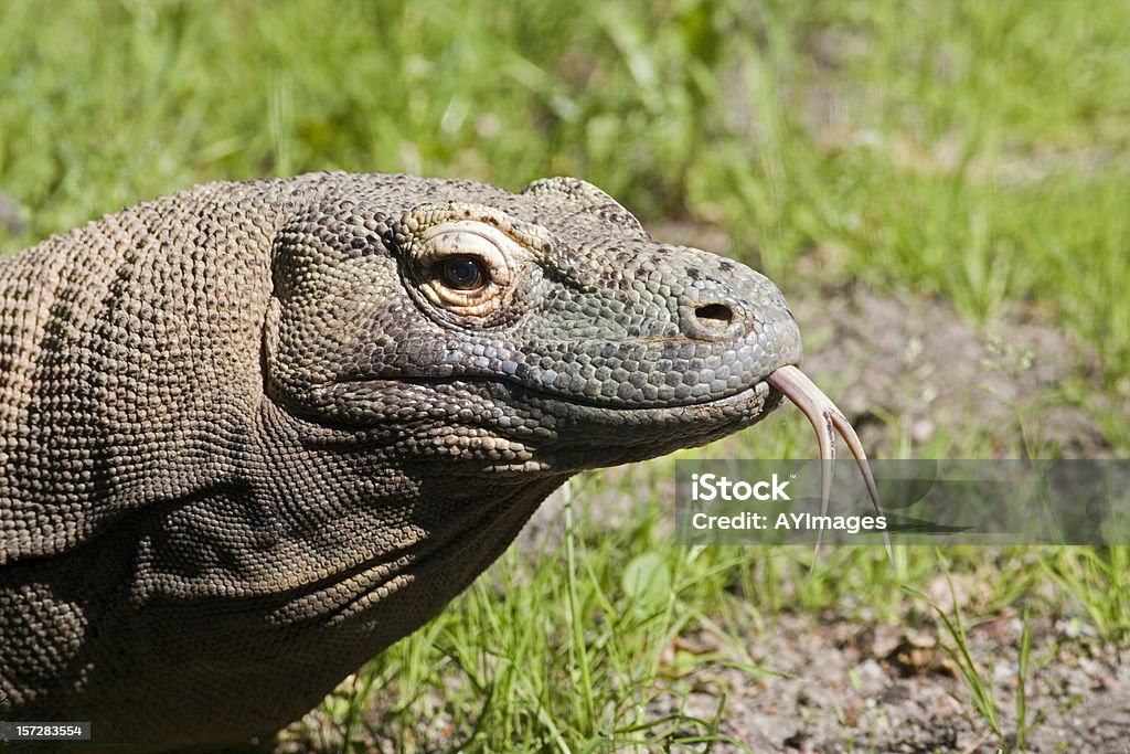 Комодский варан (Varanus komodoensis) - Стоковые фото Без людей роялти-фри