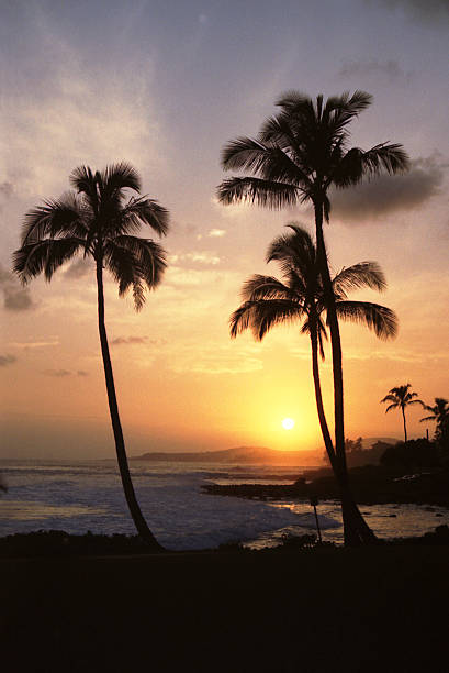 istock Hawaiian Sunset with Palm Trees 157283569