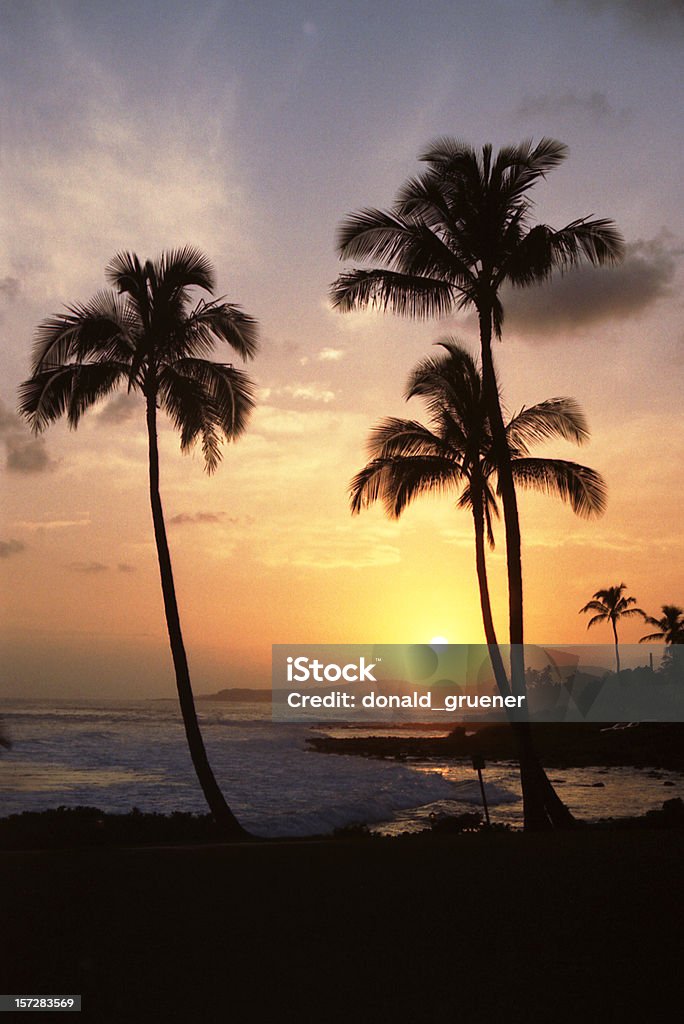 Hawaiian Sunset with Palm Trees Three ideal palms silhouetted against a colorful Hawaiian sunset. Scan of 35mm film. Coconut Palm Tree Stock Photo