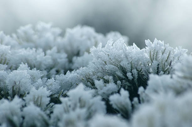 helado invierno moss - musk fotografías e imágenes de stock