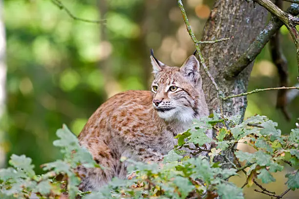 The Eurasian lynx (Lynx lynx) is a wild cat in Europe and Siberia.