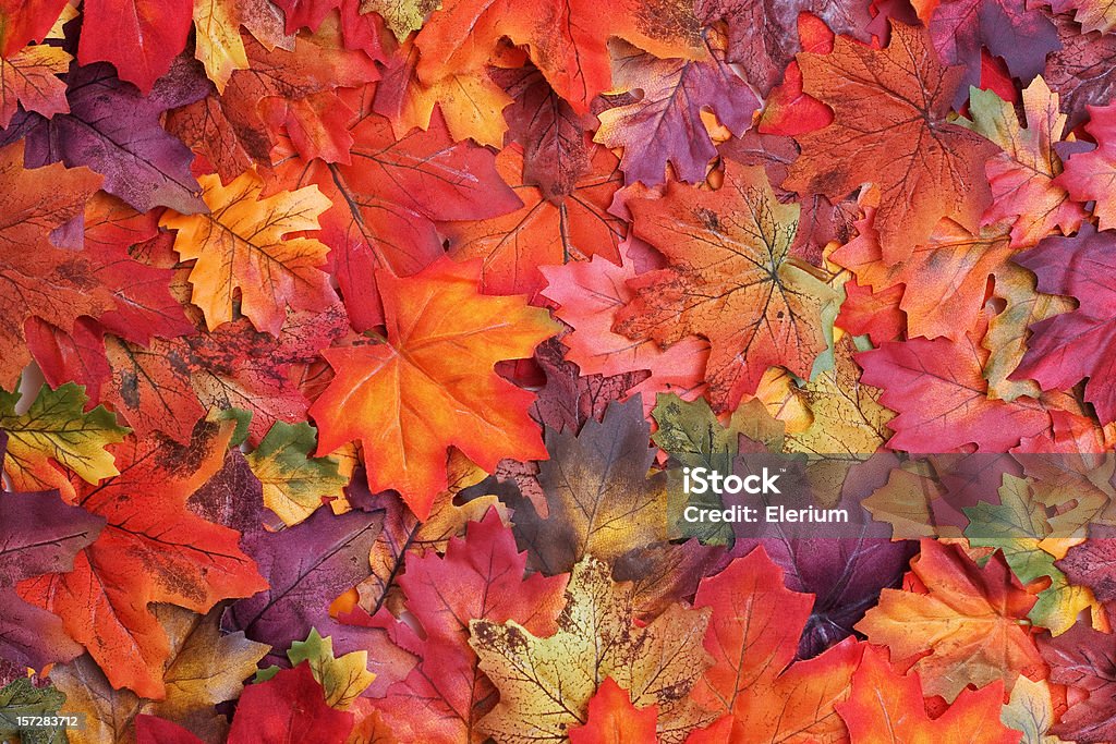 Fall Leaves - Royaltyfri Höst Bildbanksbilder