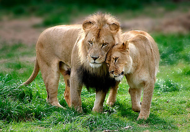 Our Best Animals In Love Stock Photos, Pictures & Royalty-Free Images -  iStock | Wild animals in love