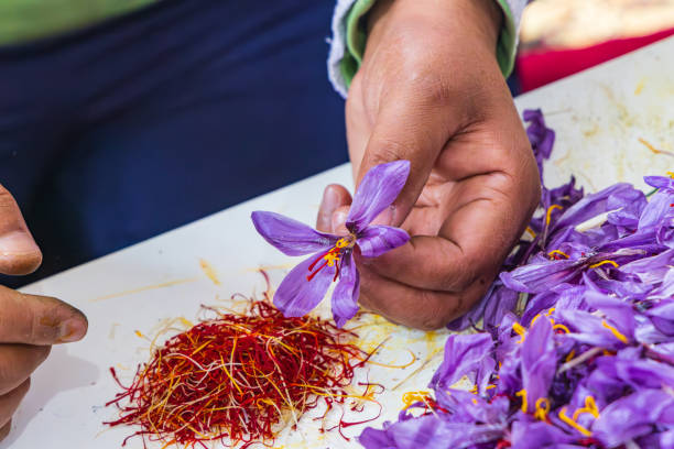 Pistils from saffron crocus flowers in Jammu and Kashmir. Chanda Haro, Pampore, Jammu and Kashmir, India. Pistils from saffron crocus flowers in Jammu and Kashmir. saffron plant stock pictures, royalty-free photos & images