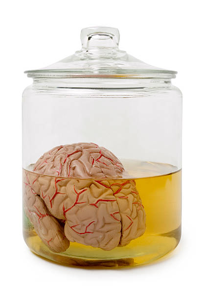 Brain Jar  brain jar stock pictures, royalty-free photos & images