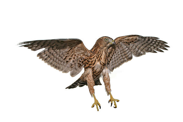 One hawk that is caught mid flight with a white background Isolated hawk, in flight, landing to catch its prey. Focus on head of eagle. Shalow dof. falcon bird stock pictures, royalty-free photos & images