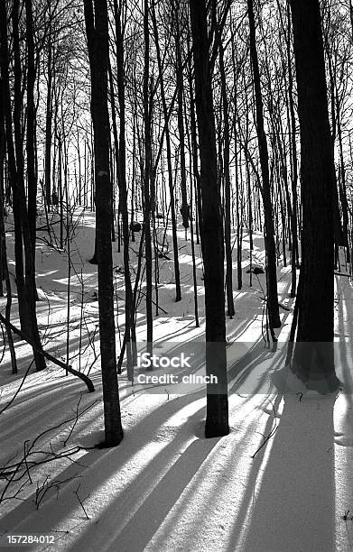 林雪の影 - 樹木のストックフォトや画像を多数ご用意 - 樹木, 雪, 雪が降る