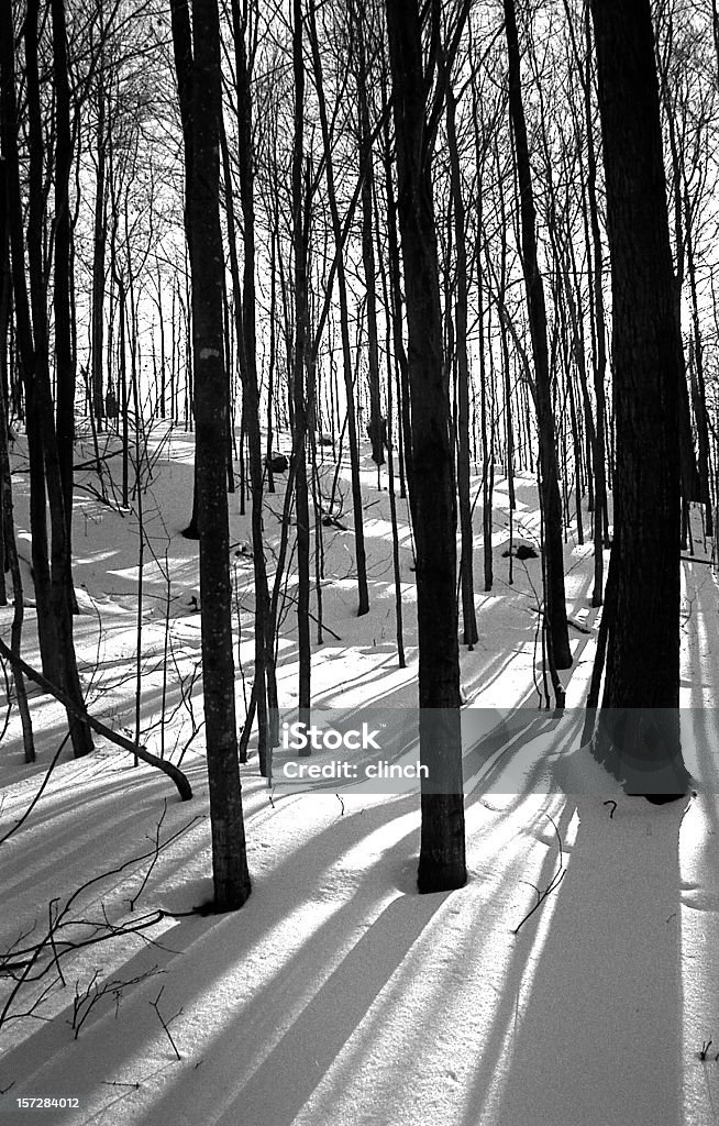 De sombras na Neve - Royalty-free A nevar Foto de stock
