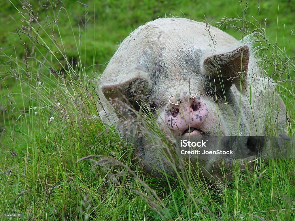 Big cerdo jabalíes macho - Foto de stock de Gordo - Complexión libre de derechos