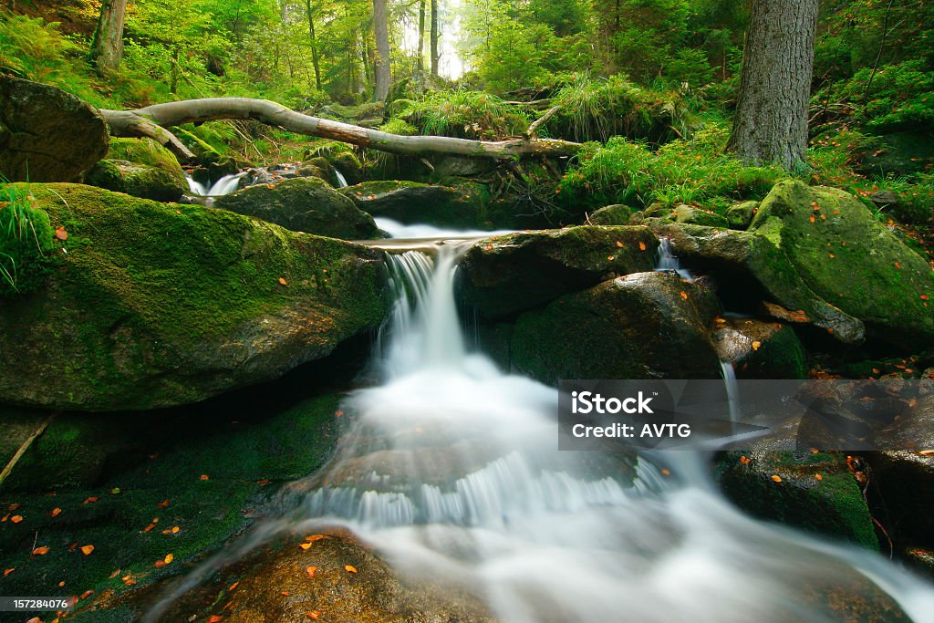 Wild Forest Stream - Foto de stock de Beleza natural - Natureza royalty-free