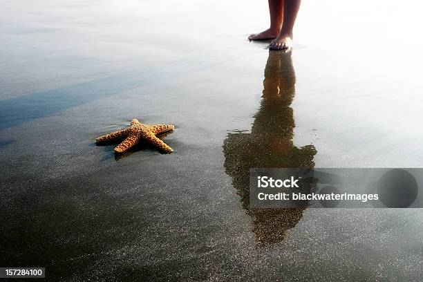 Foto de Reflexos e mais fotos de stock de Animal - Animal, Areia, Concha - Parte do corpo animal