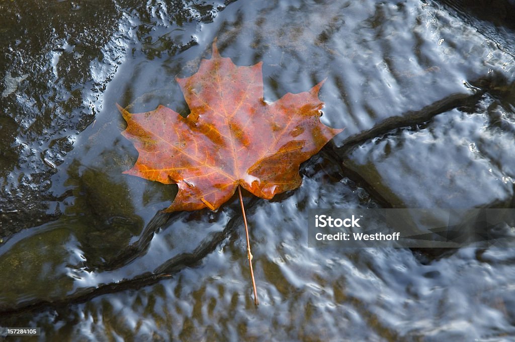 레드 단풍 잎 - 로열티 프리 물 스톡 사진