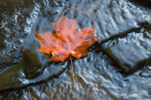 A single red maple leaf in a stream
