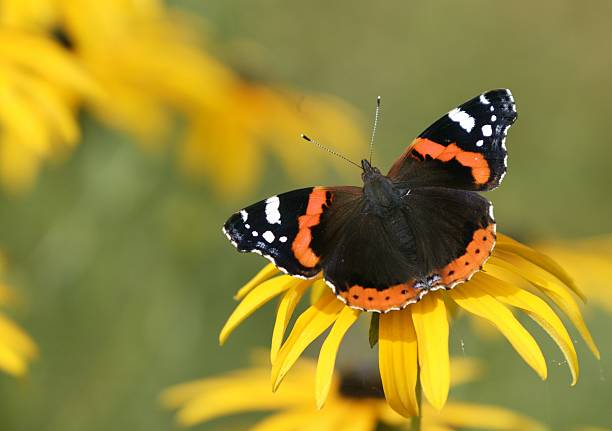 Red admiral butterfly on yellow flower Butterfly on Rudbeckia vanessa atalanta stock pictures, royalty-free photos & images