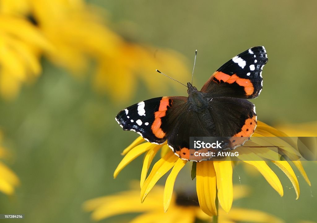 Almirante vermelho - Royalty-free Borboleta almirante vermelho Foto de stock