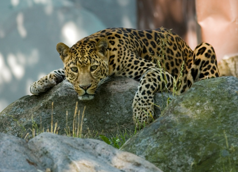 Leopard sprawled over a rock. The critically endangered Amur Leopard (Panthera pardus orientalis or Panthera pardus amurensis) is one of the rarest felids in the world with estimates of between 25 to 40 known individuals remaining in the wild. In aRGB color for beautiful prints. 