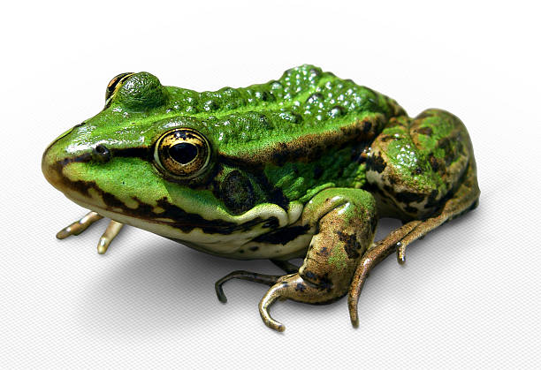 Grünen Frosch (with clipping path – Foto