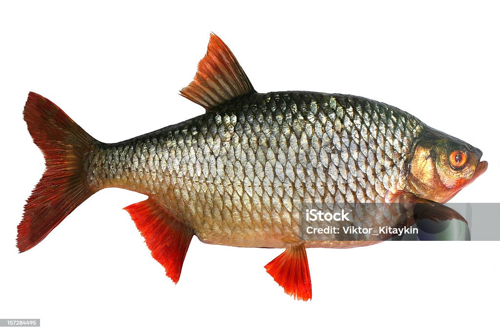 Crucian - Foto de stock de Carpa libre de derechos