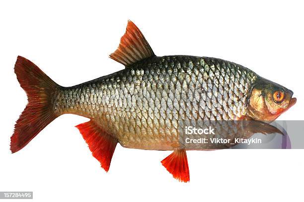 Crucian Foto de stock y más banco de imágenes de Carpa - Carpa, Recortable, Escama