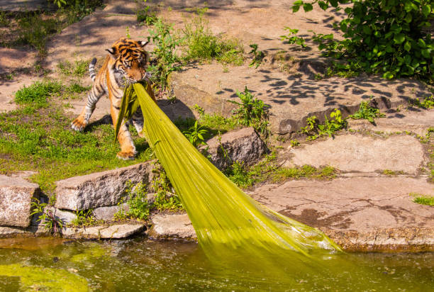 tiger cub plays with a large bed of seaweed. Big and wild animals in zoo conzept