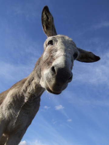 Donkey against blue sky - 