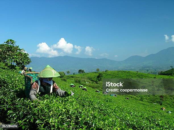 Java Tea Picker In Indonesien Stockfoto und mehr Bilder von Pflücken - Pflücken, Teepflanze, Anhöhe