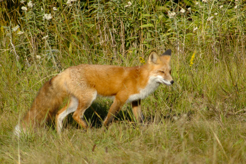 A red fox at Daisy Farm Campground on Isle Royale National Park in Lake Superior