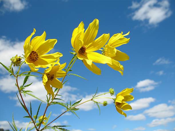 Yellow wild flowers blowing in the wind, under a partly cloudy sky.