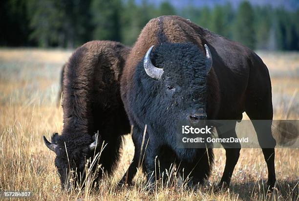 Dos Bisonte Americano Foto de stock y más banco de imágenes de Aire libre - Aire libre, Animal hembra, Animal macho