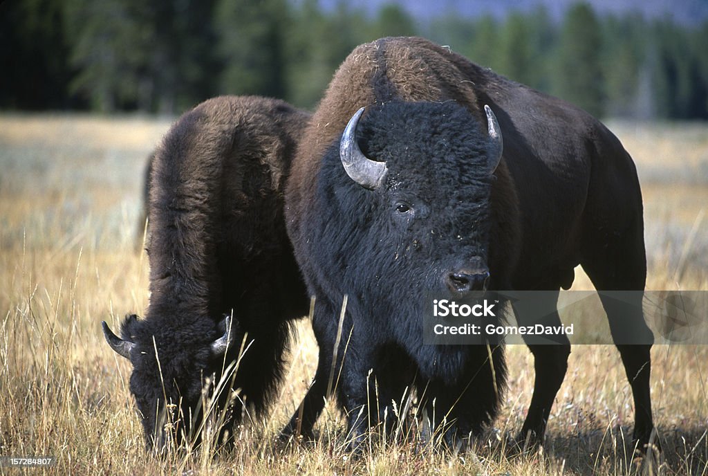 Два Американский бизон - Стоковые фото Американский бизон роялти-фри
