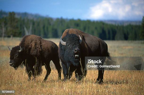 Photo libre de droit de Deux Bison Nordaméricain Sur Les Plaines Verdoyantes De Wyoming banque d'images et plus d'images libres de droit de Amérique du Nord